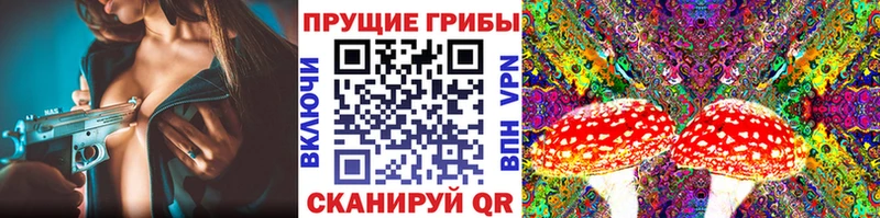 Псилоцибиновые грибы Psilocybe  где купить наркоту  Нижневартовск 